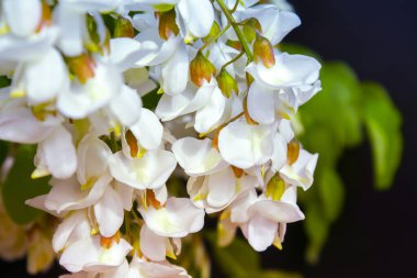 Akasya ağacı baharda çiçek açıyor. Yeşil arka planı olan çiçek dalları