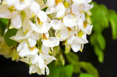 Akasya ağacı baharda çiçek açıyor. Yeşil arka planı olan çiçek dalları