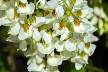 Akasya ağacı baharda çiçek açıyor. Yeşil arka planı olan çiçek dalları