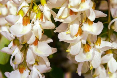 Akasya ağacı baharda çiçek açıyor. Yeşil arka planı olan çiçek dalları