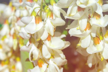 Akasya ağacı baharda çiçek açıyor. Yeşil arka planı olan çiçek dalları