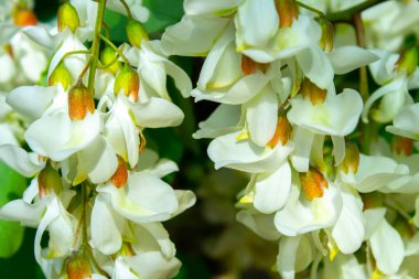 Akasya ağacı baharda çiçek açıyor. Yeşil arka planı olan çiçek dalları