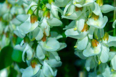 Akasya ağacı baharda çiçek açıyor. Yeşil arka planı olan çiçek dalları