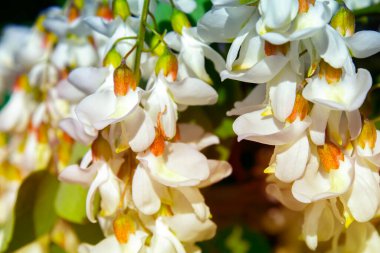 Akasya ağacı baharda çiçek açıyor. Yeşil arka planı olan çiçek dalları