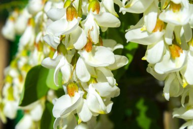 Akasya ağacı baharda çiçek açıyor. Yeşil arka planı olan çiçek dalları