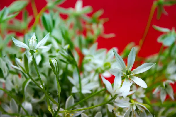 Zbliżenie Białe Kwiaty Czerwonym Tle — Zdjęcie stockowe