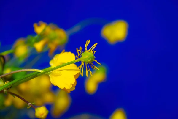 Closeup Yellow Flowers Blue Background — Stock Photo, Image