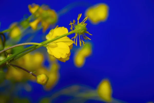 Крупный План Желтые Цветы Синем Фоне — стоковое фото