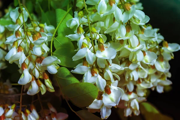 Acacia Fleurissant Printemps Branche Fleurs Avec Fond Vert — Photo