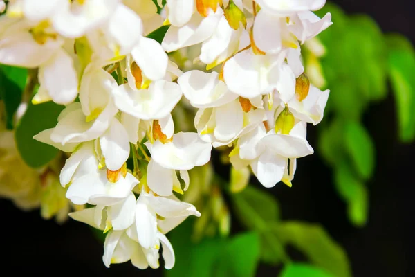 Akasya ağacı baharda çiçek açıyor. Yeşil arka planı olan çiçek dalları