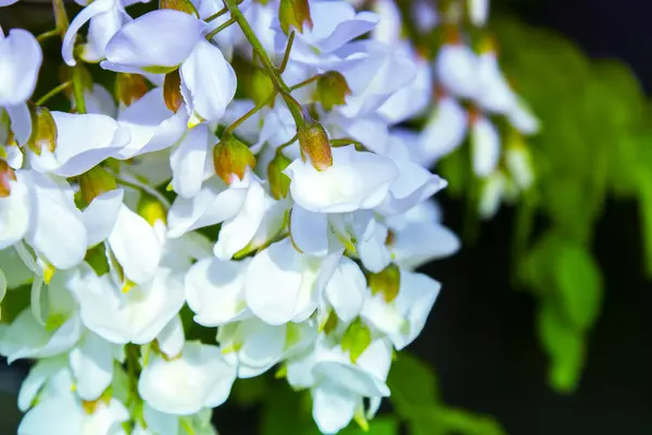 Akasya ağacı baharda çiçek açıyor. Yeşil arka planı olan çiçek dalları