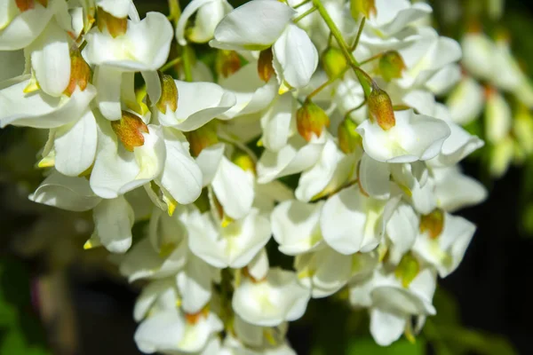 Akasya ağacı baharda çiçek açıyor. Yeşil arka planı olan çiçek dalları
