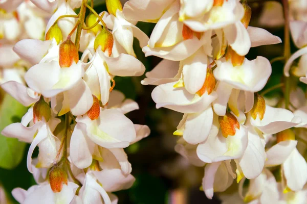 Akasya ağacı baharda çiçek açıyor. Yeşil arka planı olan çiçek dalları