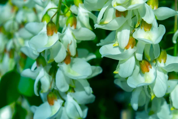 Akasya ağacı baharda çiçek açıyor. Yeşil arka planı olan çiçek dalları