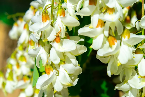 Akasya ağacı baharda çiçek açıyor. Yeşil arka planı olan çiçek dalları