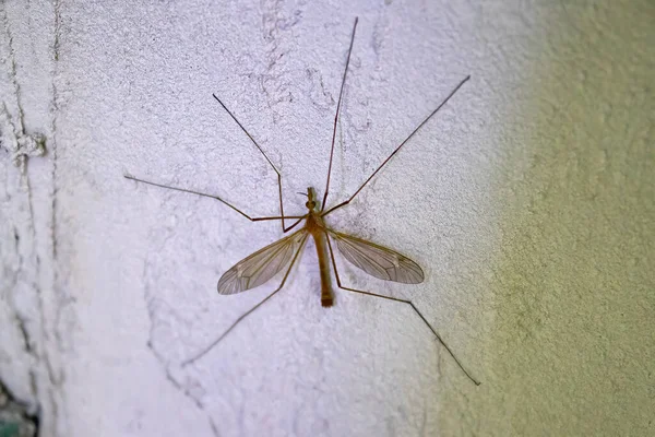 Grande Mosquito Parede Pertence Família Tipulidae Também Comumente Chamado Papai — Fotografia de Stock