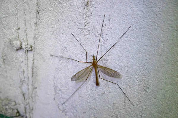 Grande Mosquito Parede Pertence Família Tipulidae Também Comumente Chamado Papai — Fotografia de Stock