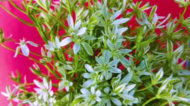 bahar çiçekleri, beyaz kar damlaları renk arkaplanı