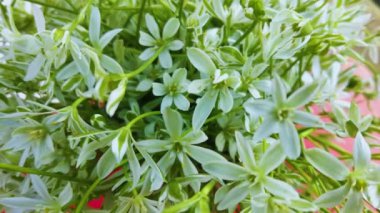 bahar çiçekleri, beyaz kar damlaları renk arkaplanı