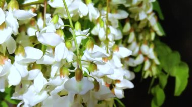 Akasya ağacı baharda çiçek açıyor. Yeşil arka planı olan çiçek dalları