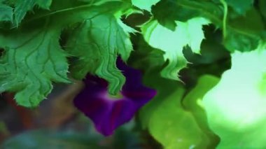 Yeşil yapraklı ve çiçekli su