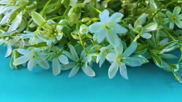 Flores Primavera Nevadas Blancas Sobre Fondo Color — Vídeos de Stock