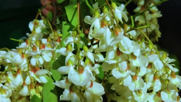 Albero Acacia Che Fiorisce Primavera Ramo Fiori Con Sfondo Verde — Video Stock