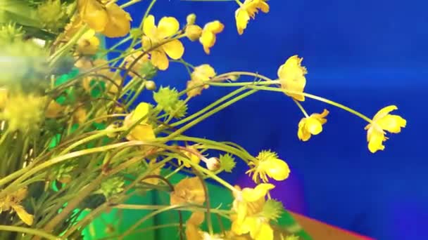 Close Gele Bloemen Blauwe Achtergrond — Stockvideo