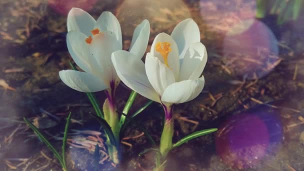 Вид Квітучі Весняні Квіти Ростуть Дикій Природі — стокове відео