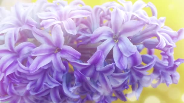 Frühling Hyazinthe Blumen Hintergrund Textur — Stockvideo