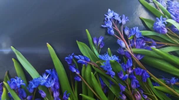 Frühlingsblumen Blaue Schneeglöckchen Auf Farbigem Hintergrund — Stockvideo