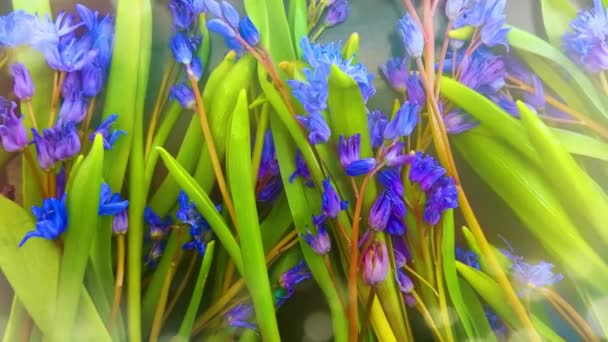 Spring Flowers Blue Snowdrops Color Background — Stock Video