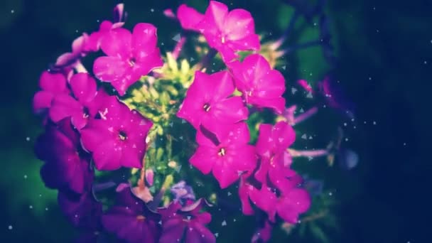 Ροζ Λουλούδι Φλοξ Στον Κήπο — Αρχείο Βίντεο