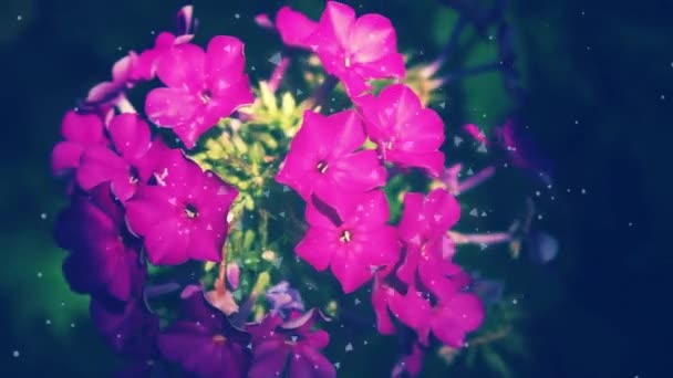 Rosa Phlox Blume Garten — Stockvideo