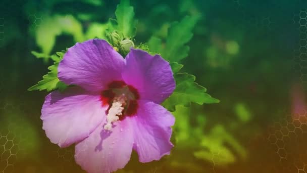 Κοντά Στον Ιβίσκο Ροζ Λουλούδι Στο Κλαδί — Αρχείο Βίντεο