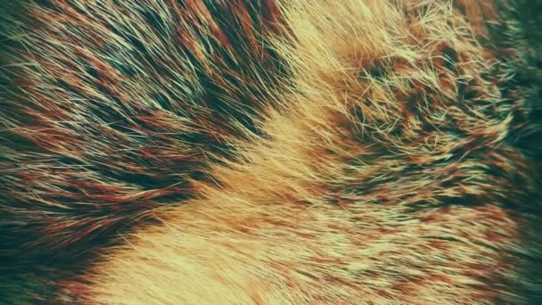 Background Natural Fur Fox Fur Background — Stock Video