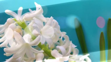 bahar sümbülü çiçekleri arka plan, doku