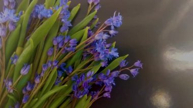 bahar çiçekleri, mavi kar damlaları renk arkaplanı