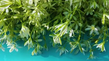 bahar çiçekleri, beyaz kar damlaları renk arkaplanı