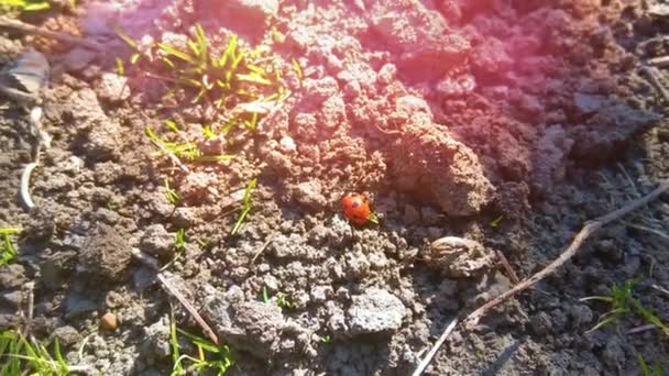 Ladybird Kráčí Zemi Detailní Záběr — Stock video