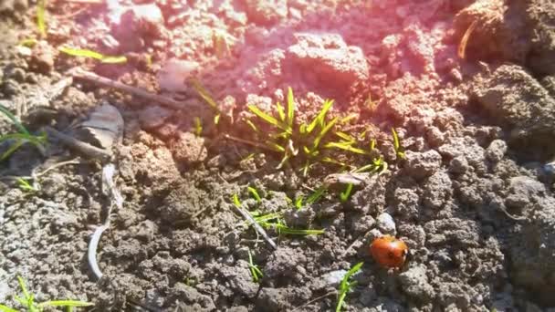 Coccinella Che Cammina Terra Primo Piano — Video Stock