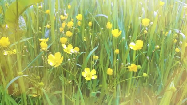 Tavaszi Rét Zöld Sárga Virágokkal — Stock videók