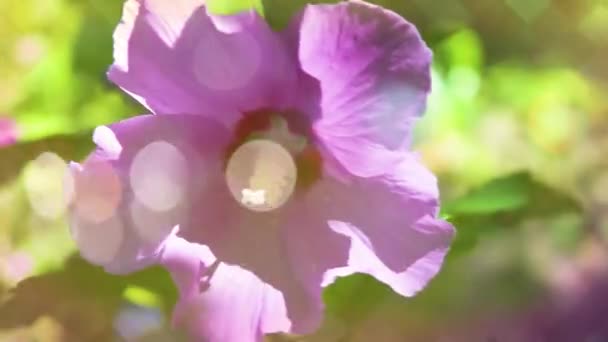 Gros Plan Hibiscus Rose Fleur Sur Branche — Video