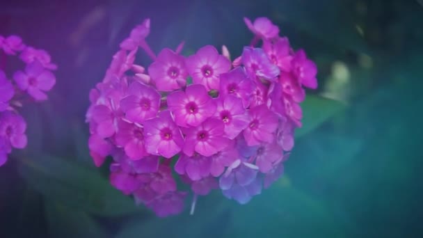 Różowy Kwiat Phlox Ogrodzie — Wideo stockowe