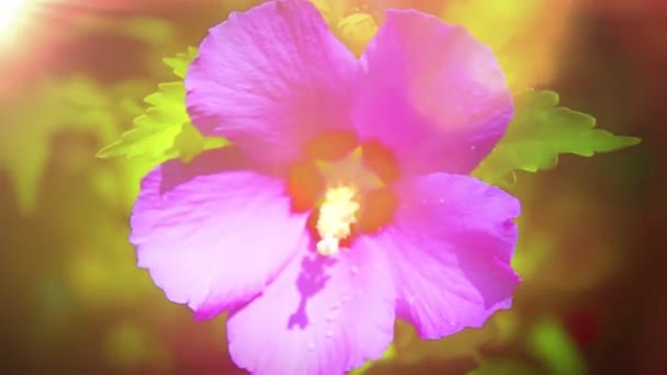 Gros Plan Hibiscus Rose Fleur Sur Branche — Video