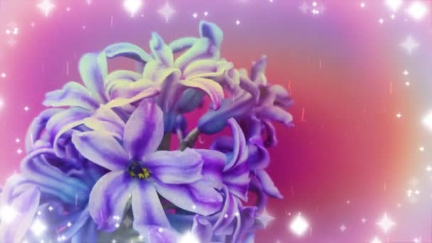 Άνοιξη Υάκινθος Λουλούδια Φόντο Υφή — Αρχείο Βίντεο