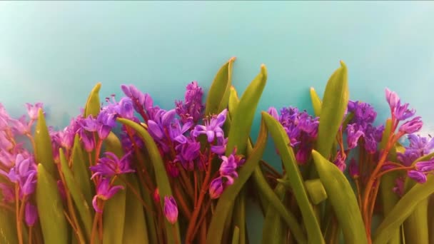 Frühlingsblumen Blaue Schneeglöckchen Auf Farbigem Hintergrund — Stockvideo