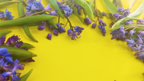 Flores Primavera Nevadas Azules Sobre Fondo Color — Vídeo de stock