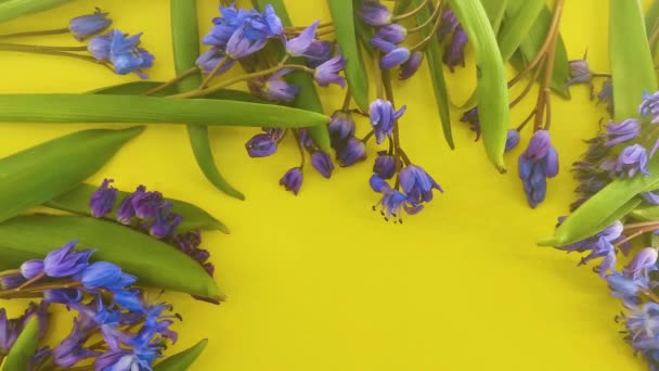 Vår Blommor Blå Snödroppar Färg Bakgrund — Stockvideo