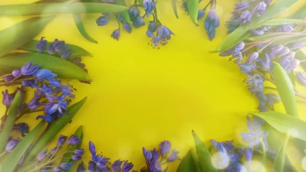 Fiori Primaverili Bucaneve Blu Sfondo Colore — Video Stock